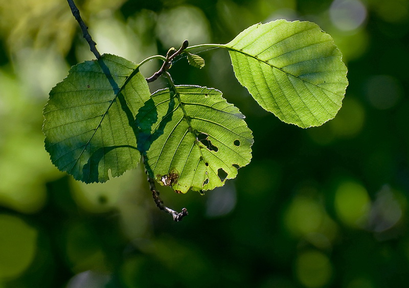 Geldern Straßenmaler D35_9766 als Smart-Objekt-1 Kopie.jpg - Vor dem Abendessen haben wir uns doch noch zu einem kleinem Spaziergang aufgerafft. Im nahegelegenden Wald am See war es angenehm kühl